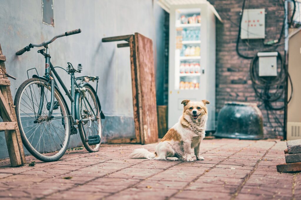 brown and white short coated dog sitting on brown brick floor