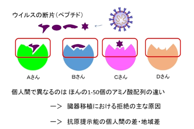 T細胞