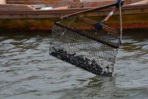 涸沼のシジミ漁、鋤簾